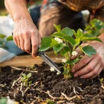 Fraisiers au printemps : les 4 gestes essentiels pour une récolte dès mi-juin, voici pourquoi