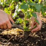 Le mildiou des tomates se combat dès maintenant, et ce n’est pas une question de traitement